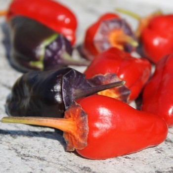 Chili Roche Colorée (Schärfe 4) (Samen)