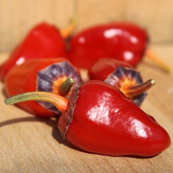 Chili Roche Colorée (Schärfe 4) (Samen)