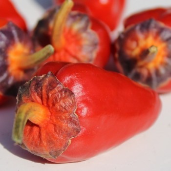 Chili Roche Colorée (Schärfe 4) (Samen)