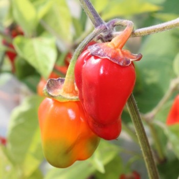Chili Roche Colorée (Schärfe 4) (Samen)
