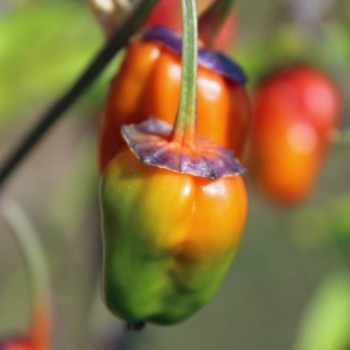 Chili Roche Colorée (Schärfe 4) (Samen)