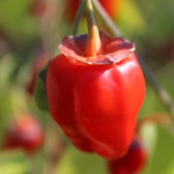 Chili Roche Colorée (Schärfe 4) (Samen)