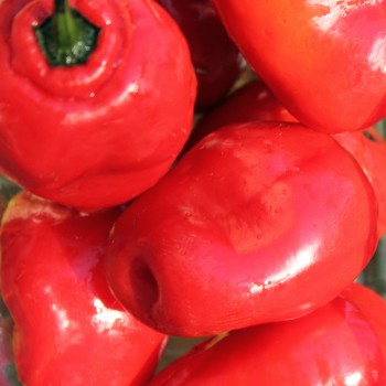 Chili Rocoto Manzano Rojo (Schärfe 8) (Samen)