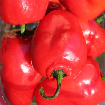 Chili Rocoto Manzano Rojo (Schärfe 8) (Samen)