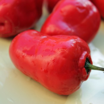 Chili Rocoto Manzano Rojo (Schärfe 8) (Samen)