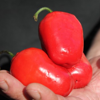 Chili Rocoto Manzano Rojo (Schärfe 8) (Samen)