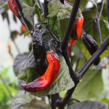 Chili Rouge Noir (Schärfe 10+) (Samen)