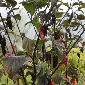 Chili Rouge Noir (Schärfe 10+) (Samen)