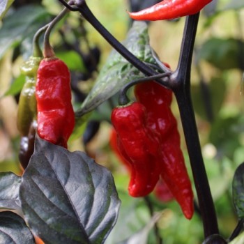 Chili Rouge Noir (Schärfe 10+) (Samen)