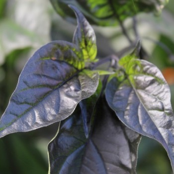 Chili Rouge Noir (Schärfe 10+) (Samen)