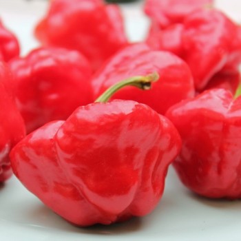 Chili Scotch Bonnet Red (Schärfe 10) (Samen)