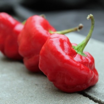 Chili Scotch Bonnet Red (Schärfe 10) (Samen)