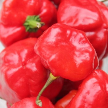 Chili Scotch Bonnet Red (Schärfe 10) (Samen)