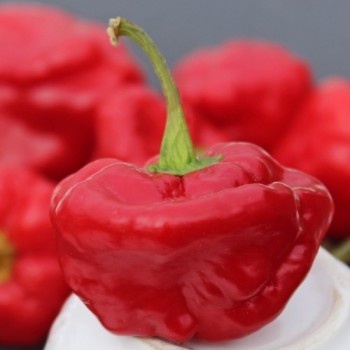 Chili Scotch Bonnet Red (Schärfe 10) (Samen)