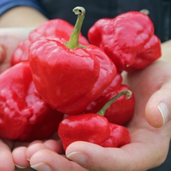 Chili Scotch Bonnet Red (Schärfe 10) (Samen)