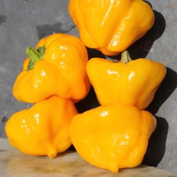 Chili Scotch Bonnet Yellow (Schärfe 10) (Samen)