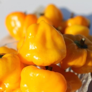 Chili Scotch Bonnet Yellow (Schärfe 10) (Samen)