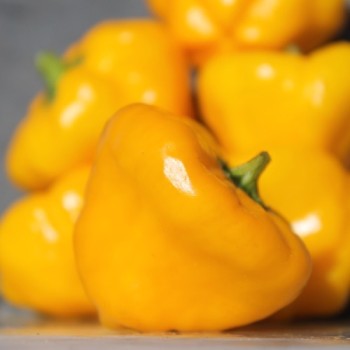 Chili Scotch Bonnet Yellow (Schärfe 10) (Samen)