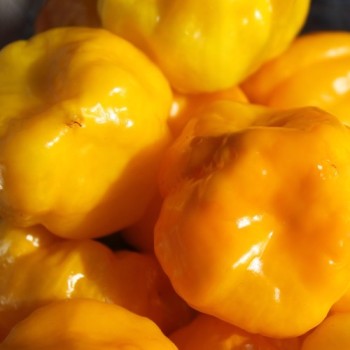 Chili Scotch Bonnet Yellow (Schärfe 10) (Samen)