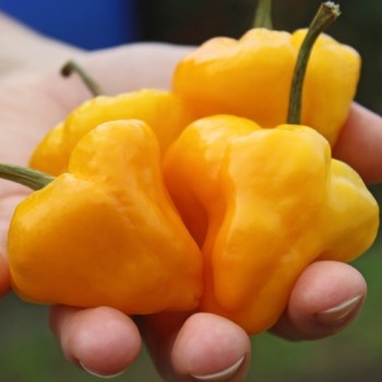 Chili Scotch Bonnet Yellow (Schärfe 10) (Samen)