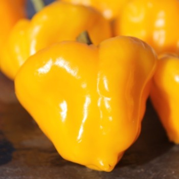 Chili Scotch Bonnet Yellow (Schärfe 10) (Samen)