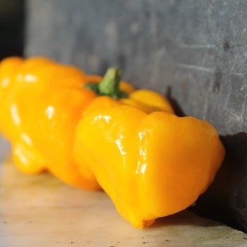 Chili Scotch Bonnet Yellow (Schärfe 10) (Samen)