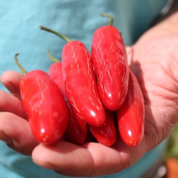 Chili Serrano (Schärfe 6) (Samen)