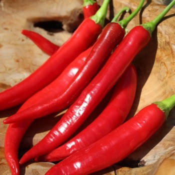 Chili Aci Sivri Biber (Schärfe 4) (Samen)