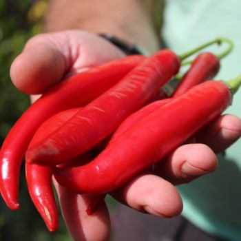 Chili Aci Sivri Biber (Schärfe 4) (Samen)