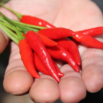 Chili Tabasco (Schärfe 8) (Samen)