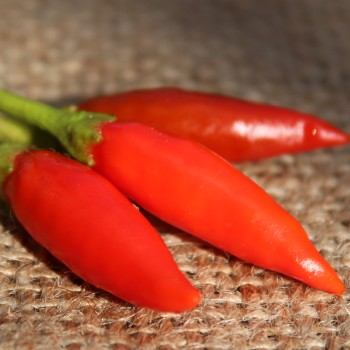 Chili Tabasco (Schärfe 8) (Samen)