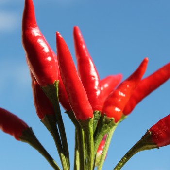 Chili Tabasco (Schärfe 8) (Samen)