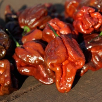 Chili Trinidad Scorpion Chocolate (Schärfe 10+) (Samen)