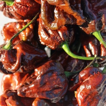 Chili Trinidad Scorpion Chocolate (Schärfe 10+) (Samen)
