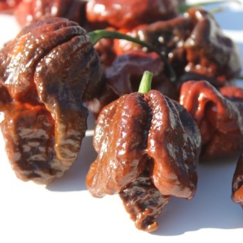 Chili Trinidad Scorpion Chocolate (Schärfe 10+) (Samen)