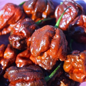 Chili Trinidad Scorpion Chocolate (Schärfe 10+) (Samen)