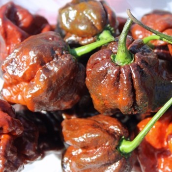 Chili Trinidad Scorpion Chocolate (Schärfe 10+) (Samen)