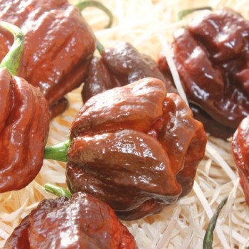 Chili Trinidad Scorpion Chocolate (Schärfe 10+) (Samen)