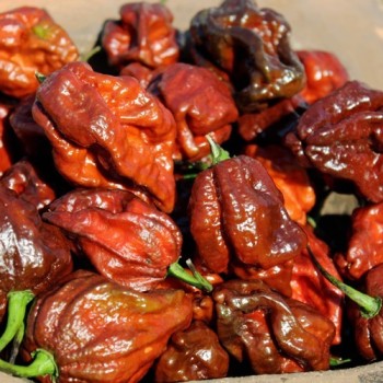 Chili Trinidad Scorpion Chocolate (Schärfe 10+) (Samen)