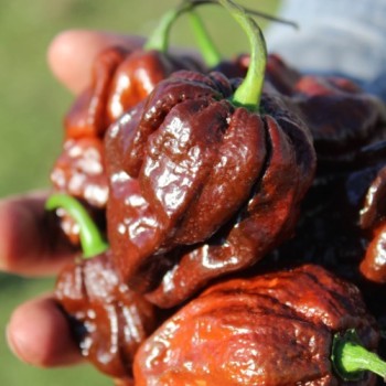 Chili Trinidad Scorpion Chocolate (Schärfe 10+) (Samen)
