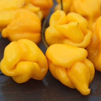 Chili Trinidad Scorpion Yellow (Schärfe 10+) (Samen)