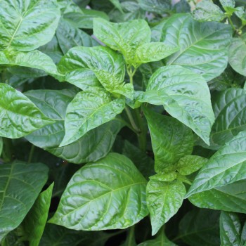 Chili Vicentes Sweet Habanero (Schärfe 0) (Samen)