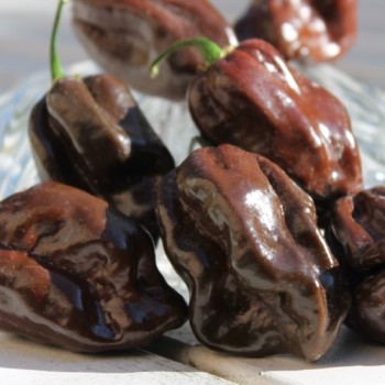 Habanero Chocolate (Schärfe 10) (Samen)