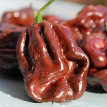 Habanero Chocolate (Schärfe 10) (Samen)