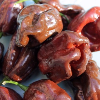 Habanero Chocolate (Schärfe 10) (Samen)