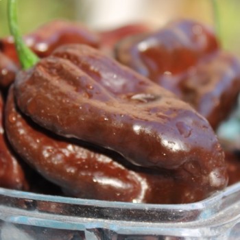 Habanero Chocolate (Schärfe 10) (Samen)