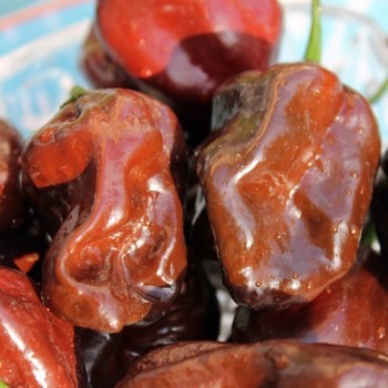 Habanero Chocolate (Schärfe 10) (Samen)
