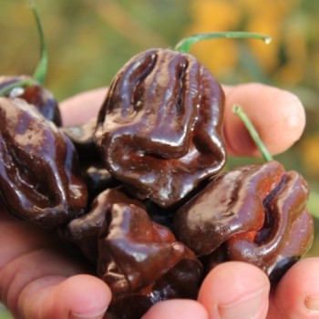 Habanero Chocolate (Schärfe 10) (Samen)