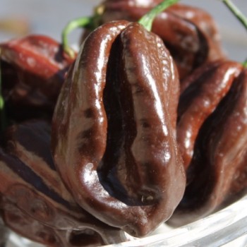Habanero Chocolate (Schärfe 10) (Samen)