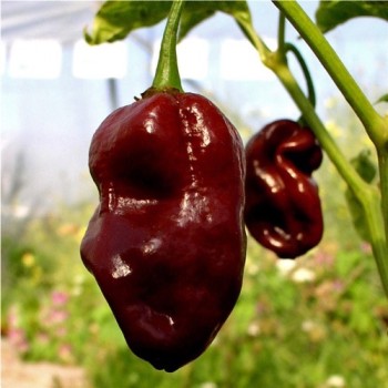 Habanero Chocolate (Schärfe 10) (Samen)